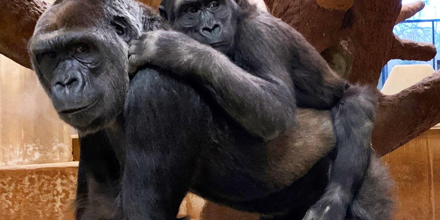 Western lowland gorilla Moke rides on his mother Calaya's back.