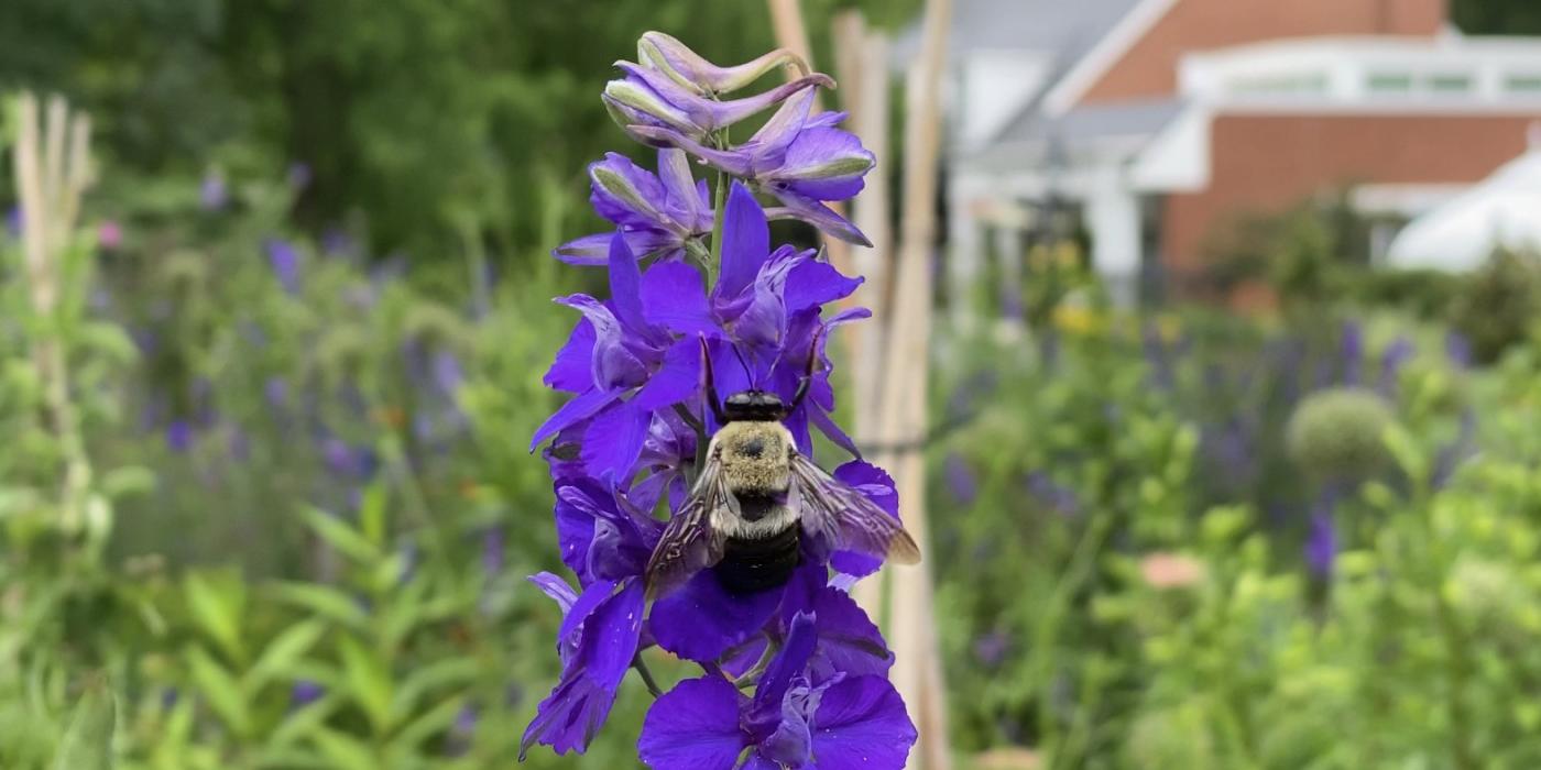 A carpenter bee gathers pollen from a flower.