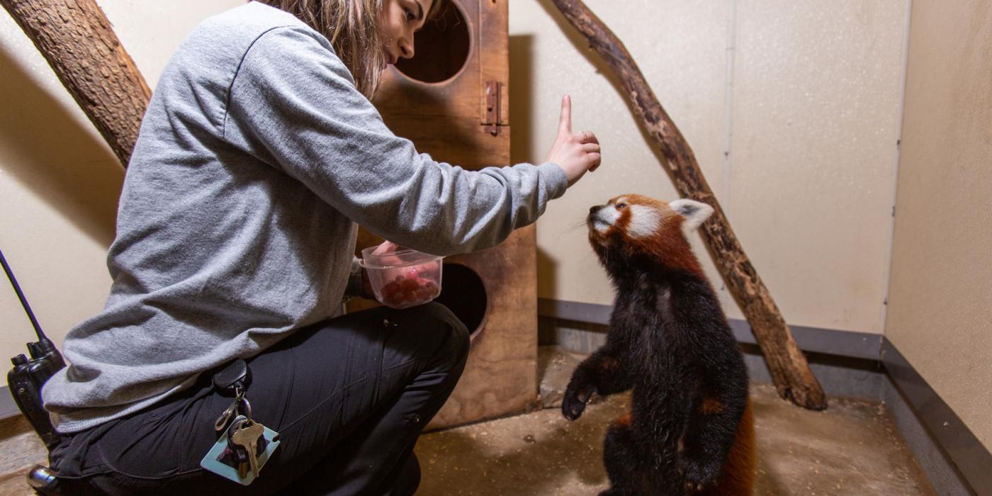 Keeper Mariel Lally asks red panda Jackie to stand on his rear feet.