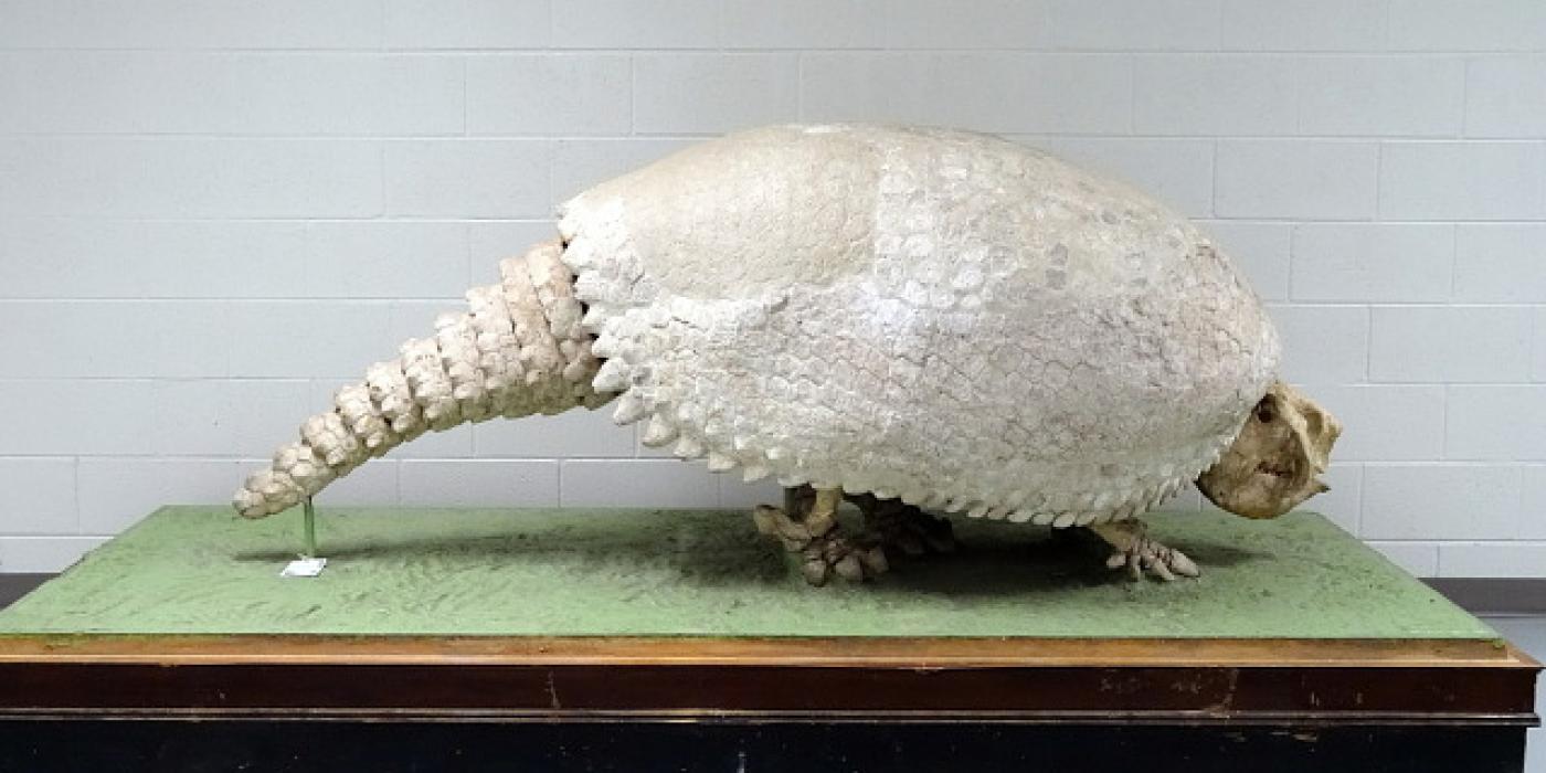 SNZCBI scientists still aren't sure how big the first generation of glyptodon pups will get.