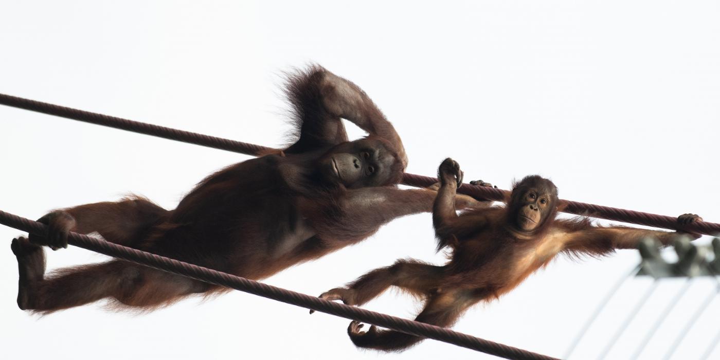 Orangutans Batang (L) and Redd (R) cross the O-Line.