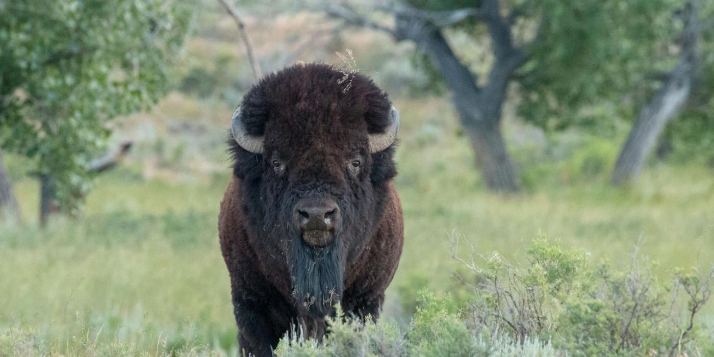 Bison fashion air veiligheidsschoenen