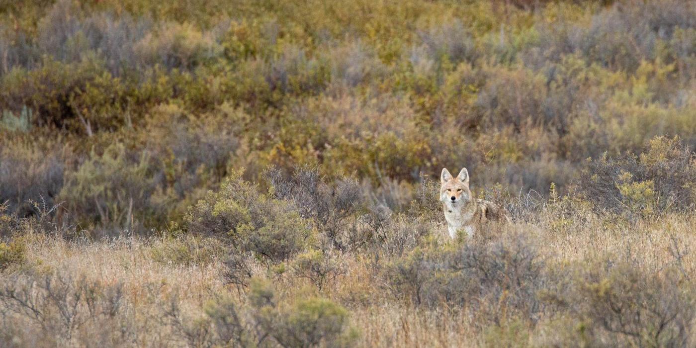 A coyote stands between grasses and shrubs at the American Prairie Reserve in Montana