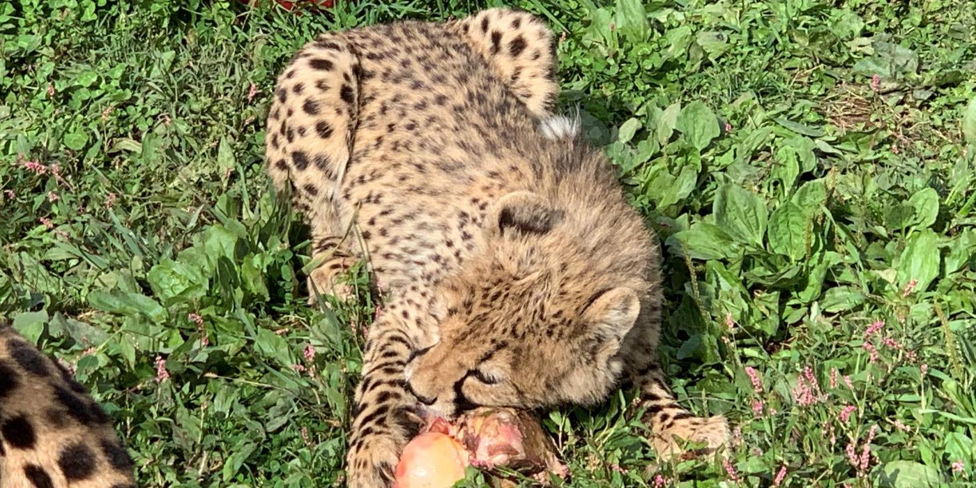 A 6.5-month-old cheetah cub enjoys a horse knuckle bone for the first time!