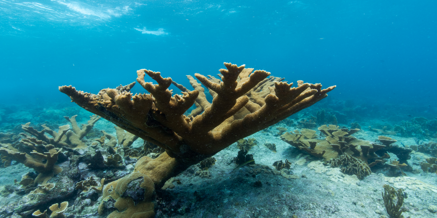 An underwater photo of a large, elkhorn coral surrounded by smaller corals in shallow waters off the coast of Curacao