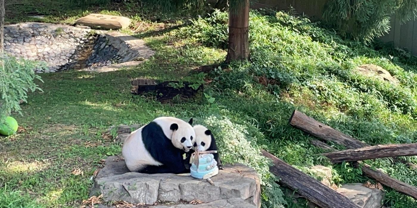 Giant pandas Mei Xiang and Xiao Qi Ji eat mom's 23rd birthday cake together.