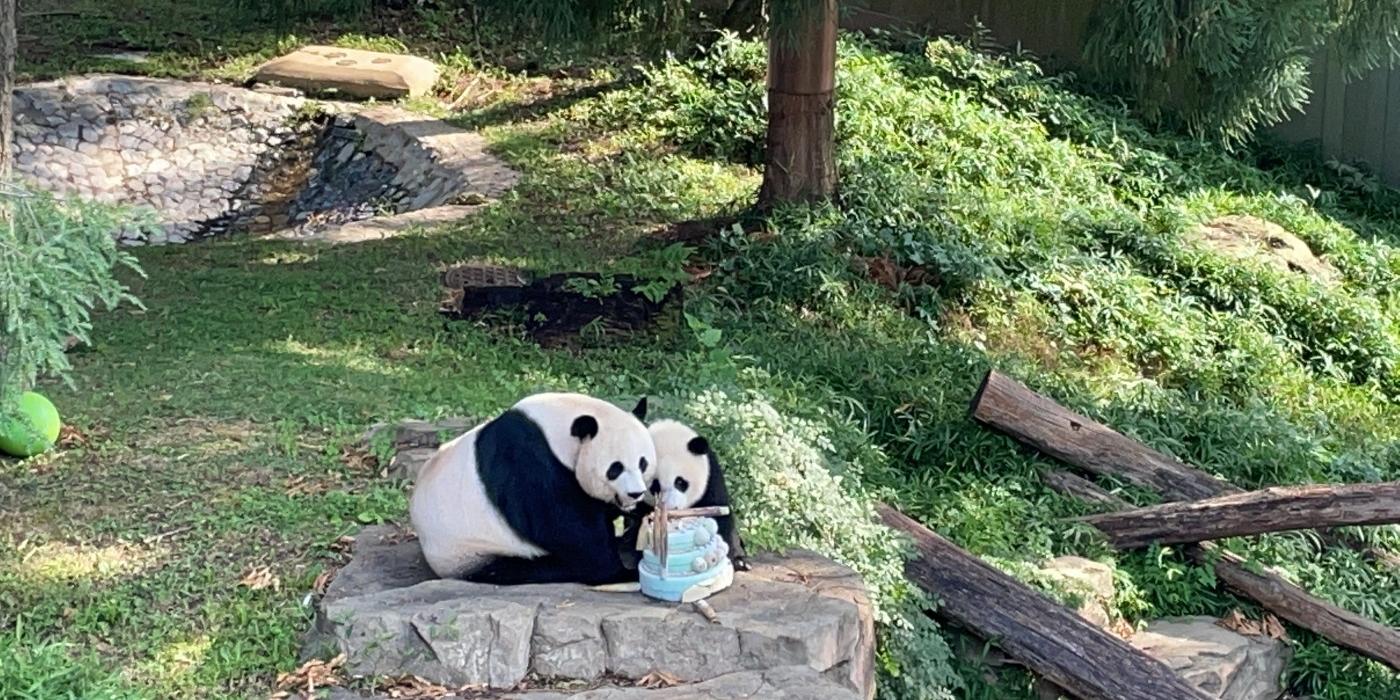 Giant pandas Mei Xiang and Xiao Qi Ji eat mom's 23rd birthday cake together. 