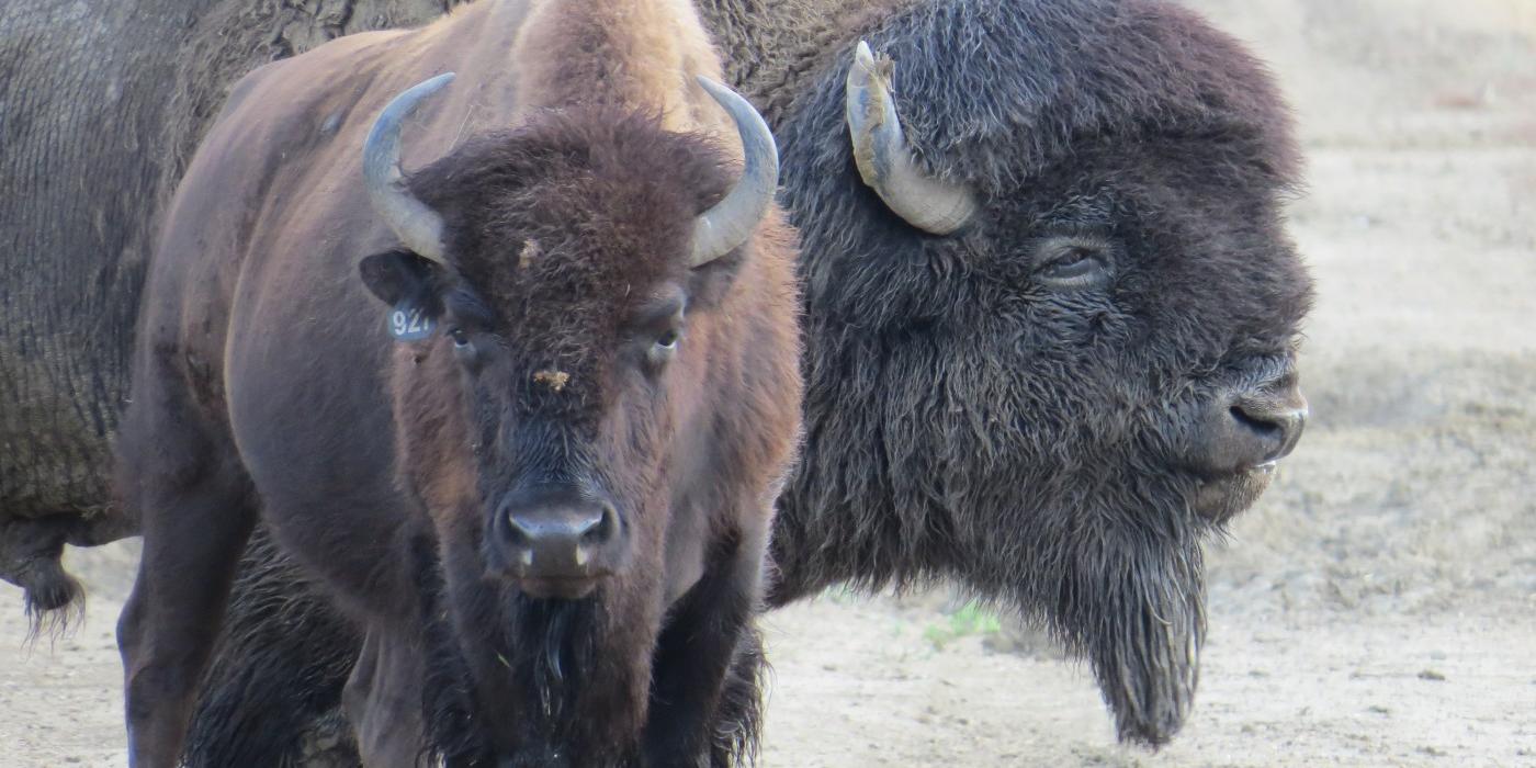 A male bison stands close behind a female, guarding her from potential competitors during rut.