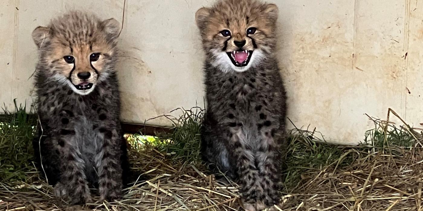 Two 9-week-old male cheetah cubs sit in their den on hay. The cub on the right appears to be hissing at the camera.