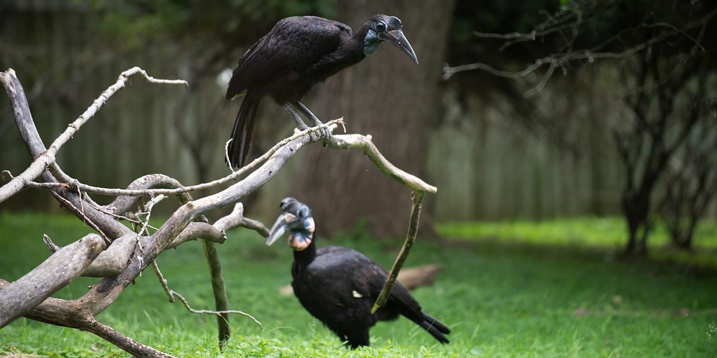 A female Abyssinian ground hornbill perched on a branch over a male Abyssinian ground hornbill standing in the grass. Both birds are large with dark, black feathers and long, curved beaks