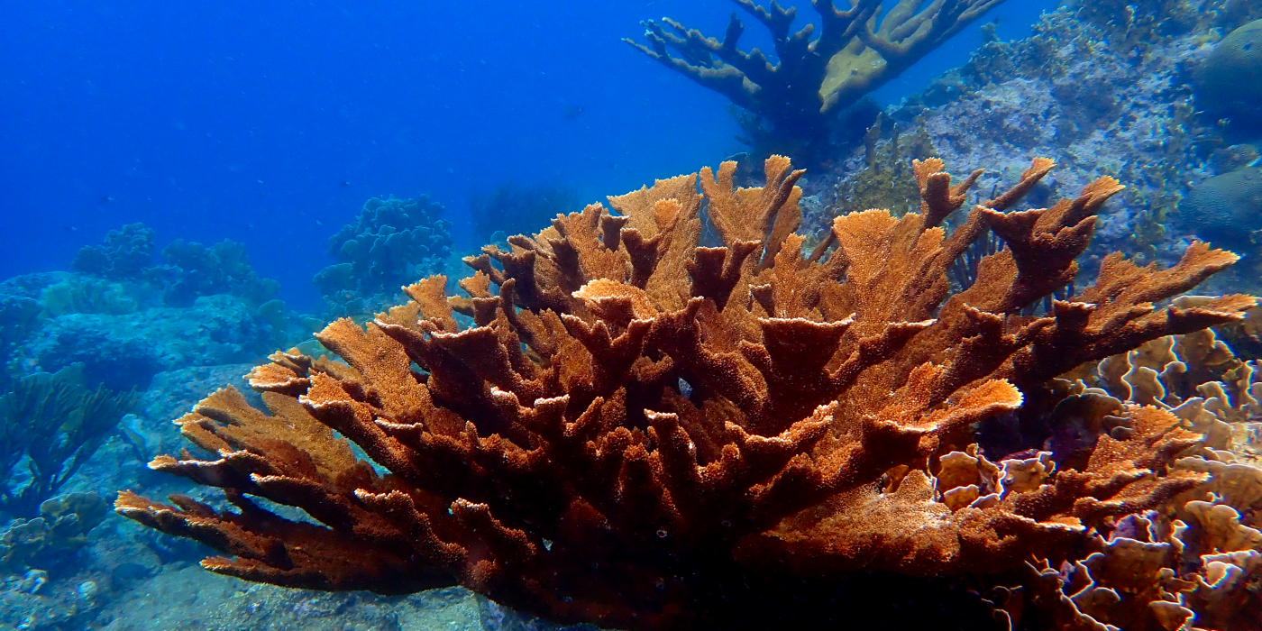 An underwater photo of a large, colorful elkhorn coral with many branches that resemble the antlers of an elk. Other large corals can be seen in the background.