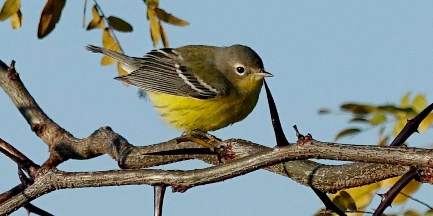 a small bird perched on a branch with sharp thorns and small leaves