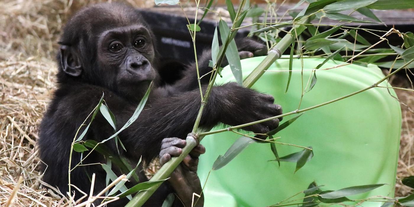 Gorilla infant Moke plays with an enrichment chair and some browse at the Great Ape House.