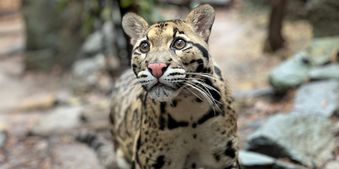 3-year-old male Clouded Leopard Paitoon stands in his yard looking just beyond the camera.