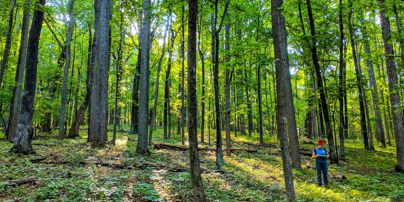 A researcher stands among tall trees in a sunlit forest in Virginia.