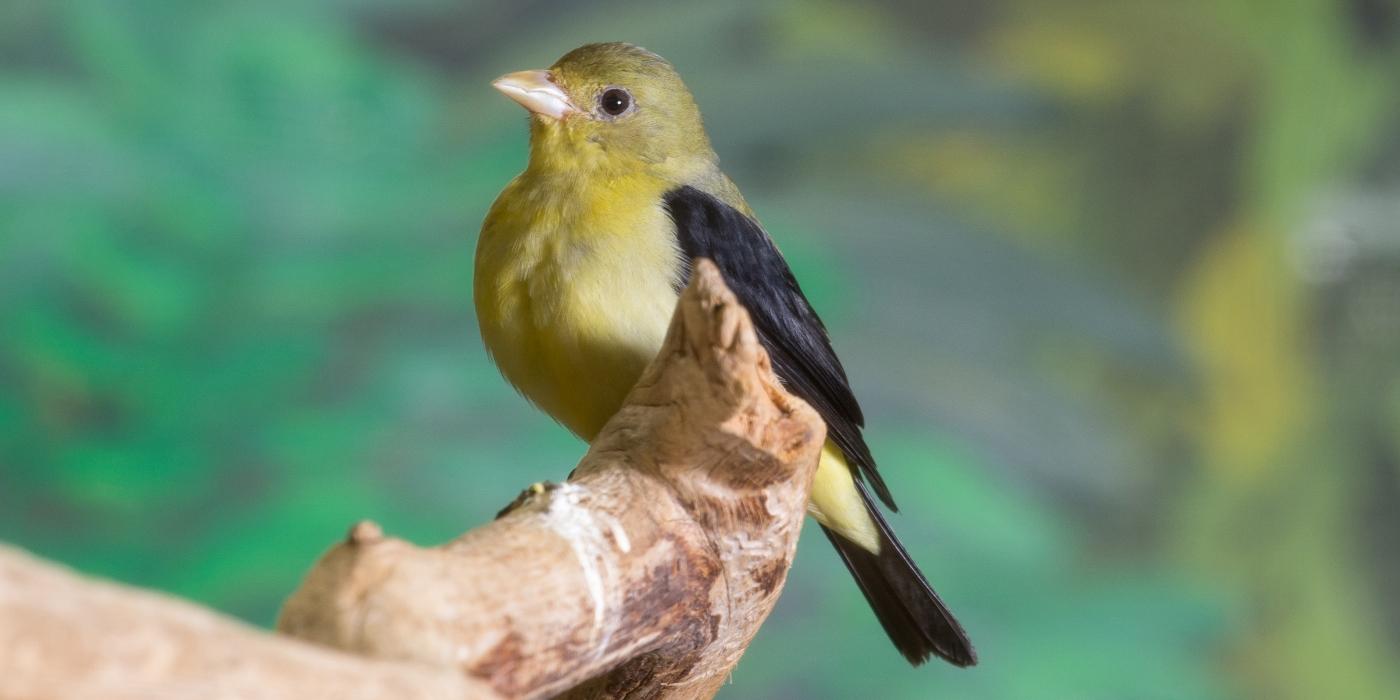 Female scarlet tanager. 