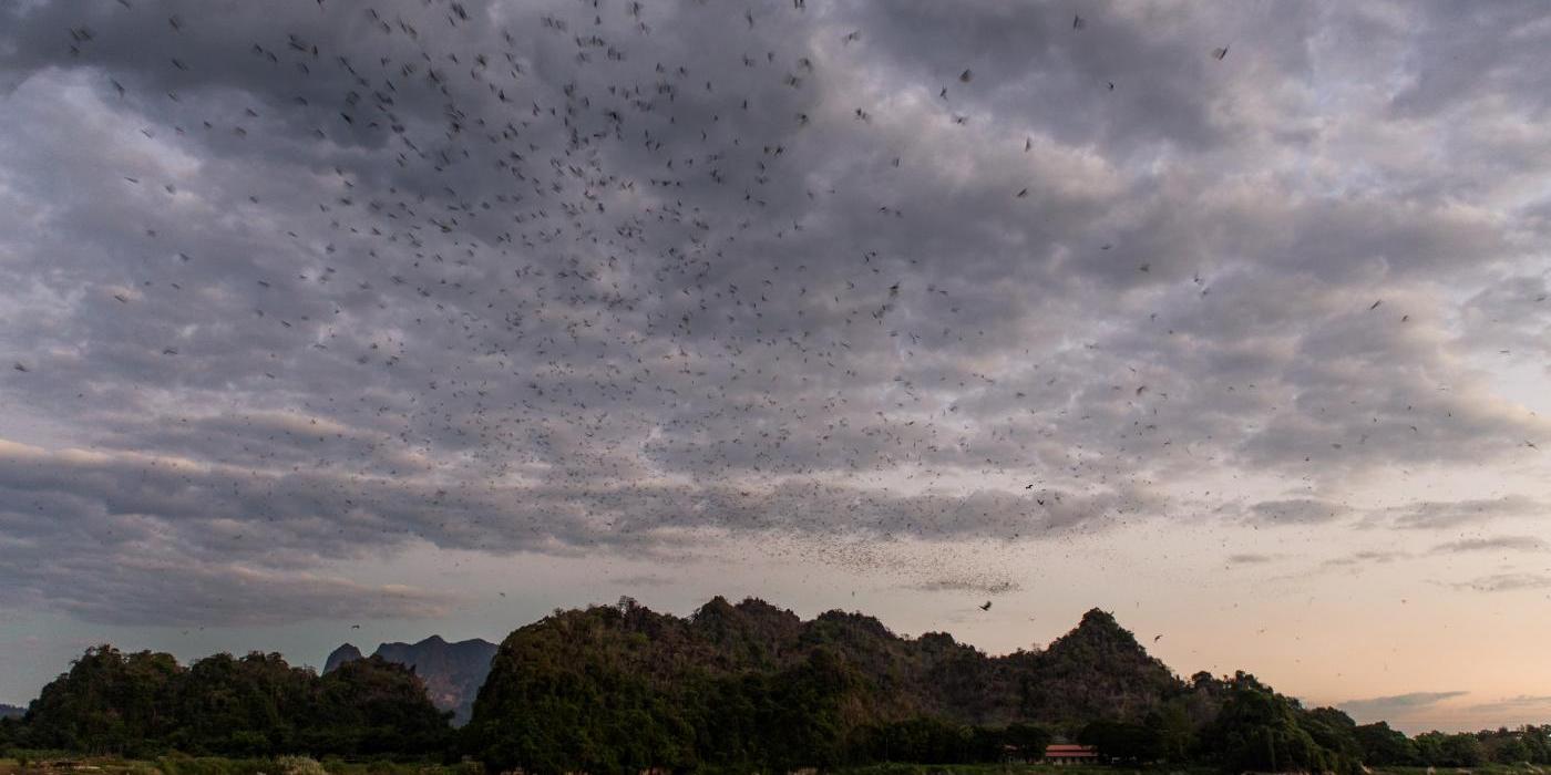 A flock of wrinkle-lipped bats flys over Thanlyin River near Linno Cave in the Hpa An region of Myanmar