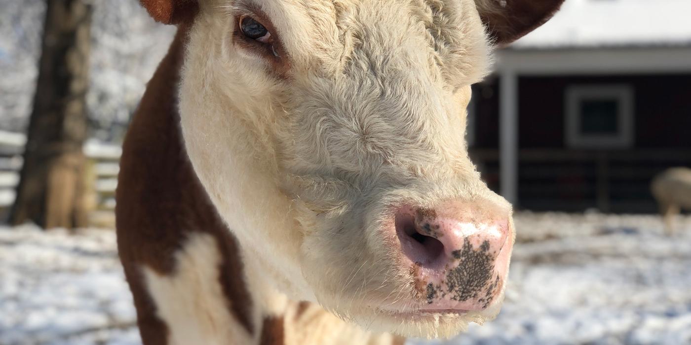 A close-up of a hereford cow standing in a snowy outdoor yard