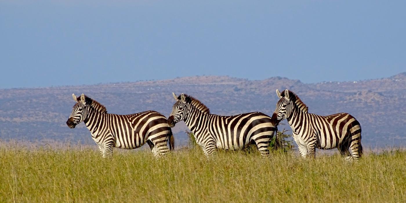 Plains zebras are one of the large wild herbivore species threatened by increasing numbers of livestock in Laikipia County, Kenya. Three plains zebras stand in tall grasses in Laikipia Kenya. The zebras stand in a line, and rolling hills with trees and buildings can be seen in the background.