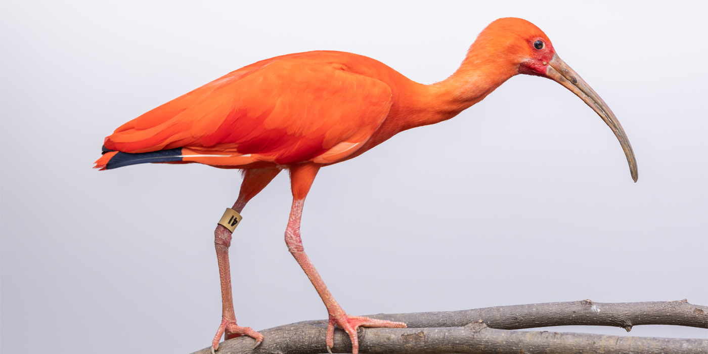 Scarlet ibis | Smithsonian's National Zoo and Conservation Biology Institute