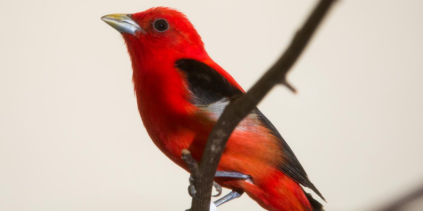Scarlet tanager bird perched on a tree branch