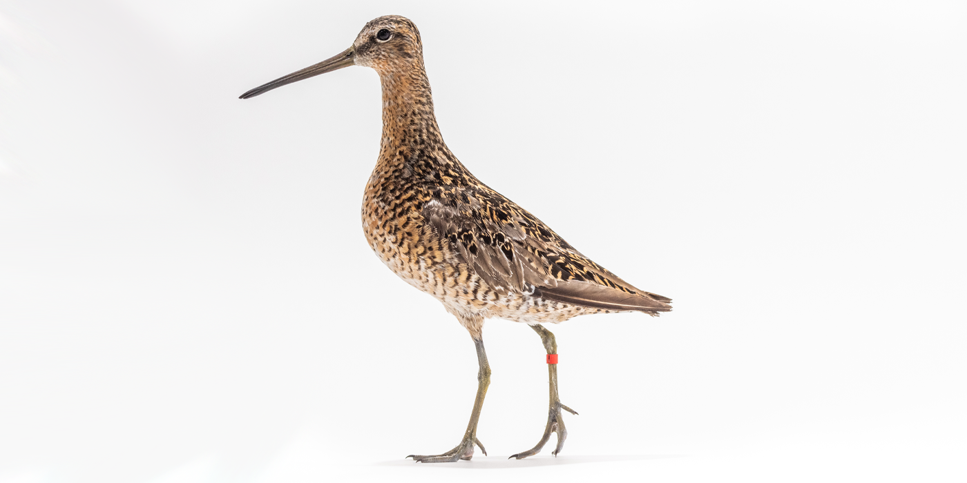 Side profile of a short-billed dowitcher, a shorebird with patterened brown plumage and a straight bill.