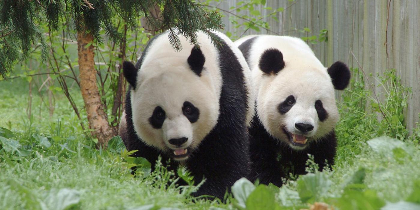 Giant pandas Mei Xiang and Tian Tian stand together in a grassy yard at the Zoo