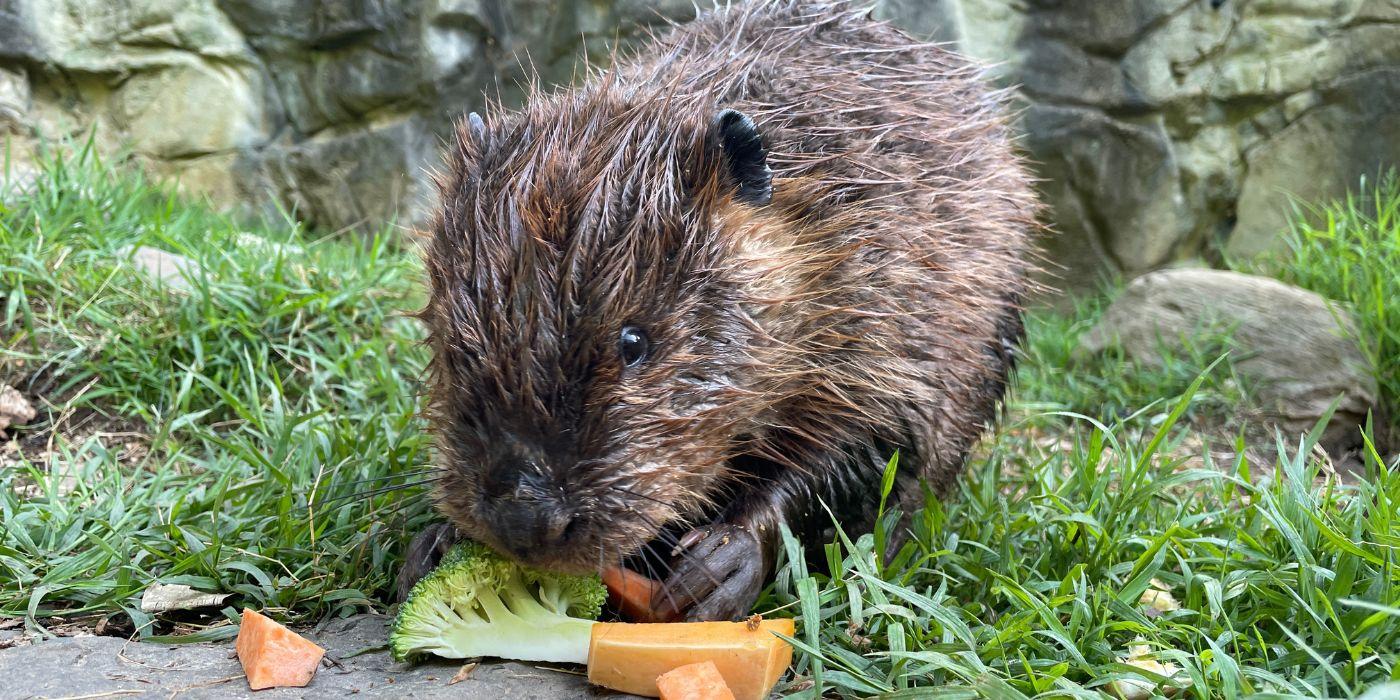 Photo of a young beaver sitting in a grassy field. She is investigating several cut up vegetables in front of her, including carrots, broccoli and sweet potato.