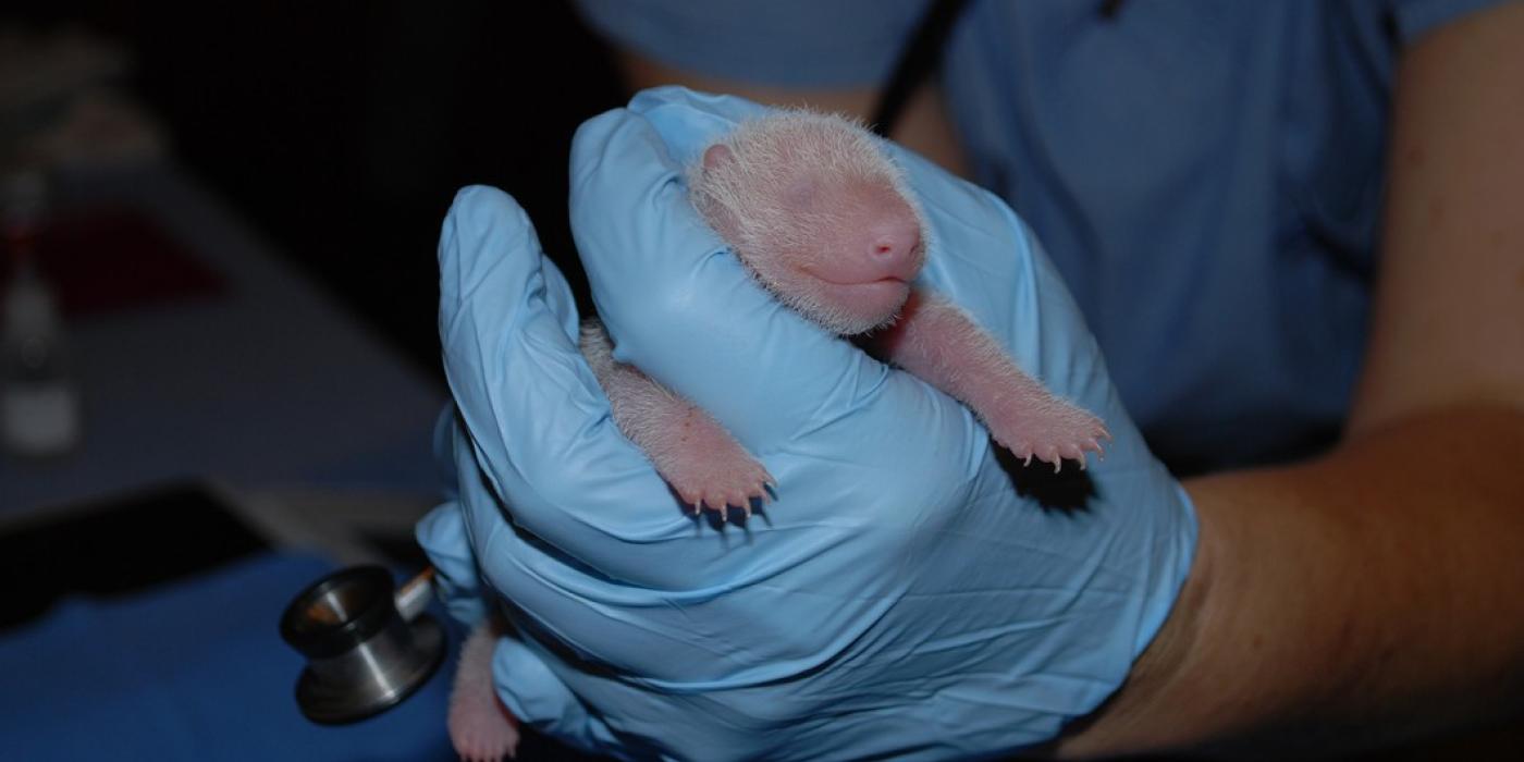 A veterinarian with gloved hands holds a newborn giant panda cub