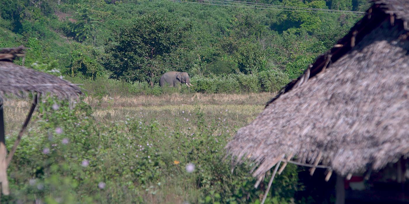 An Asian elephant with large tusks walks near houses in Myanmar