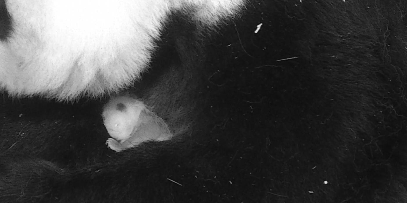 Giant panda Mei Xiang holds her small cub in her arms. The cub has small visible claws and has started to get its black and white markings