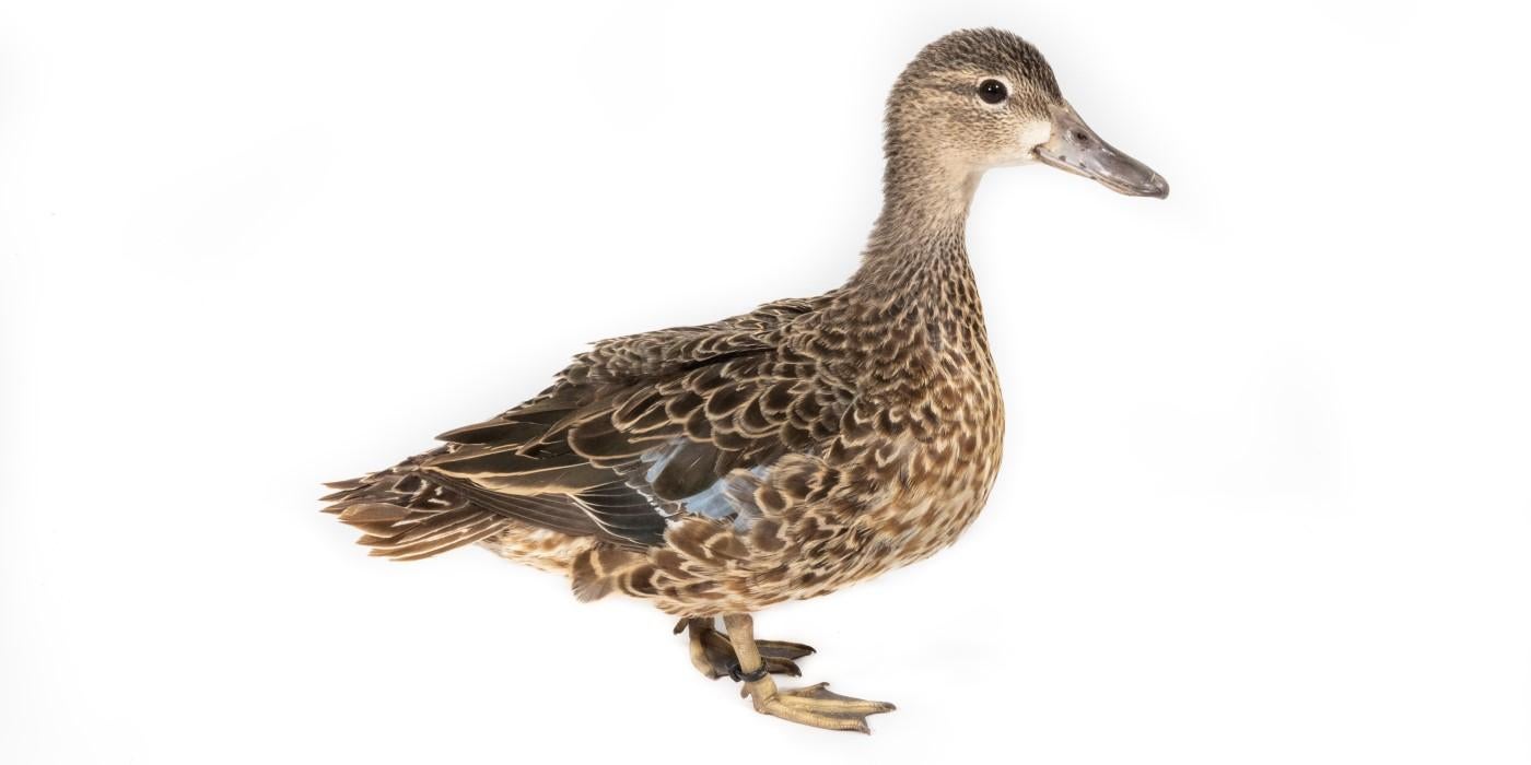 A female blue-winged teal stands on a white background.