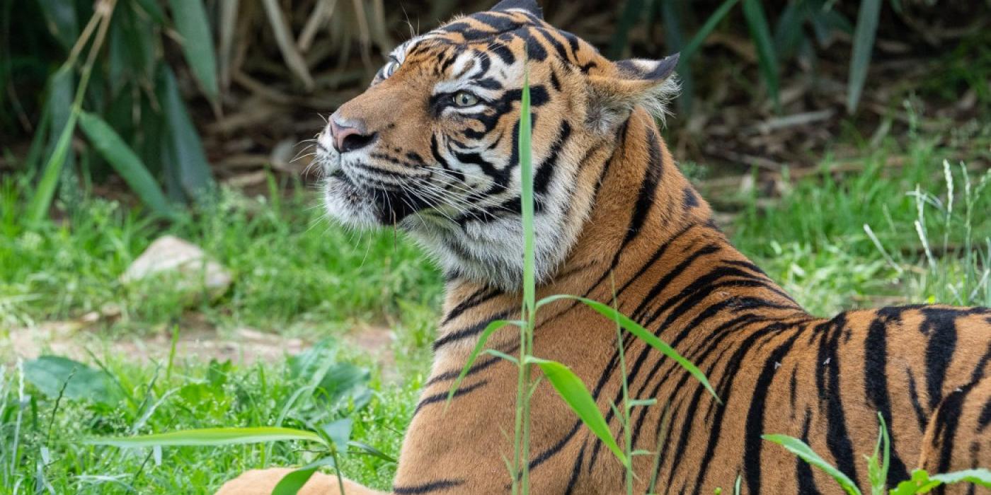 Sumatran tiger Damai lounges in the Great Cats habitat. 