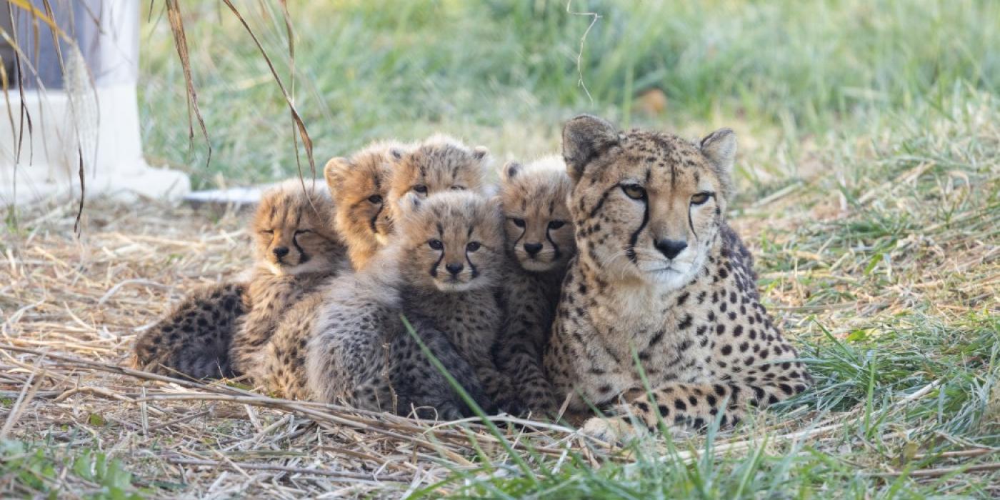 A cheetah and her five cubs resting together on a pile of hay in a grassy yard