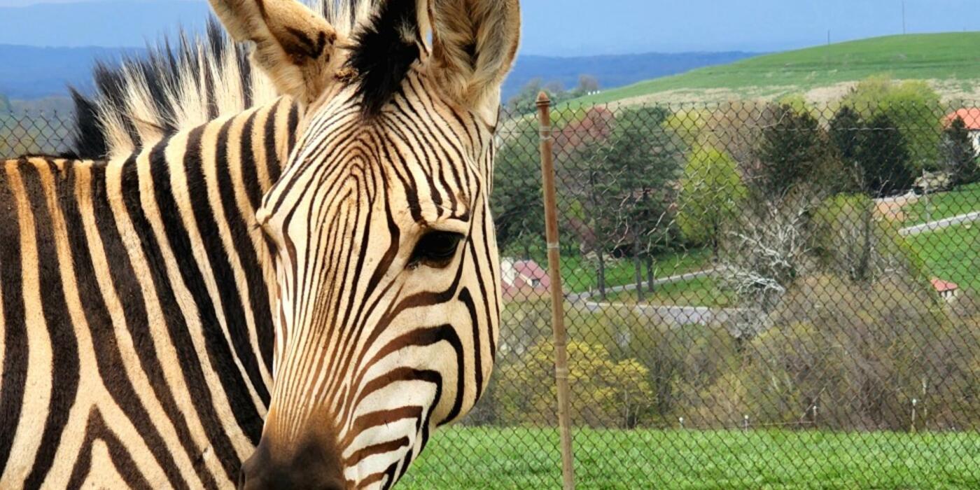 Zebra Xolani at the Smithsonian Conservation Biology Institute