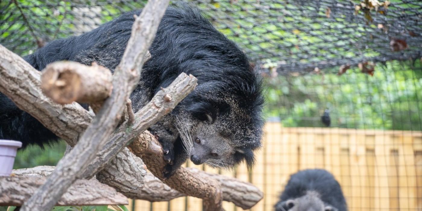 Binturongs perched upon a tree branch. 