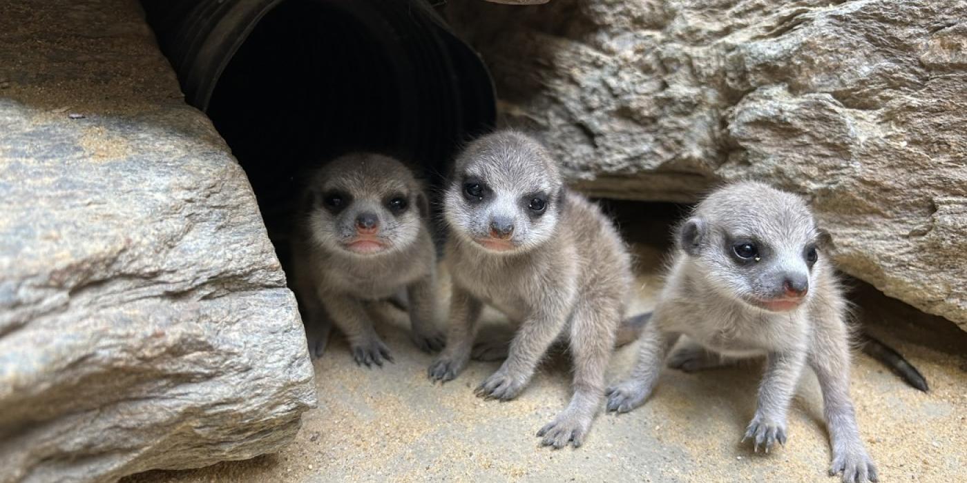 Three meerkat pups sit by the tunnel to their burrow.