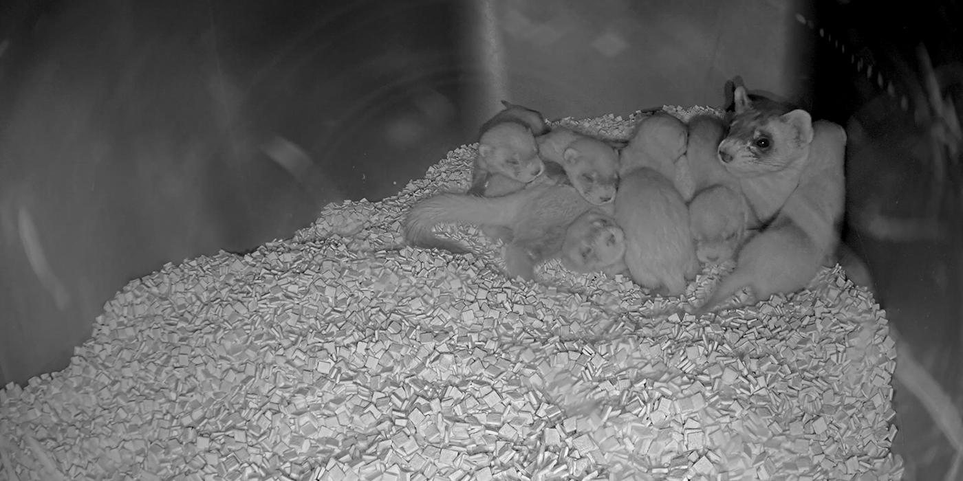 A black-footed ferret mom and her six kits rest together in a small den on a bed of chipped paper