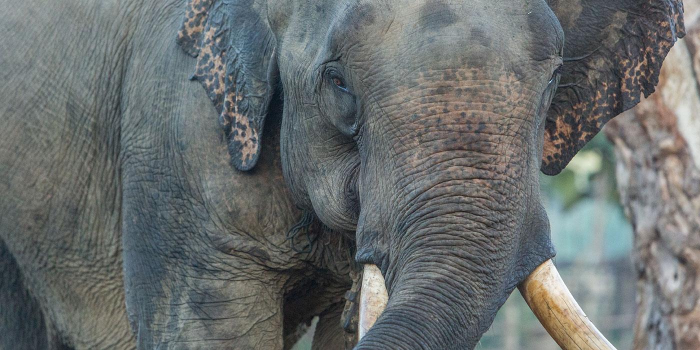 A close-up photo of an Asian elephant in Myanmar. It has leathery skin, large ears, a long trunk and big tusks