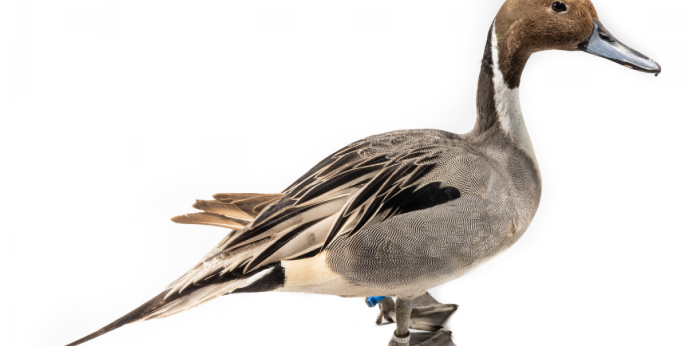 A male Northern pintail stands on a white backdrop.