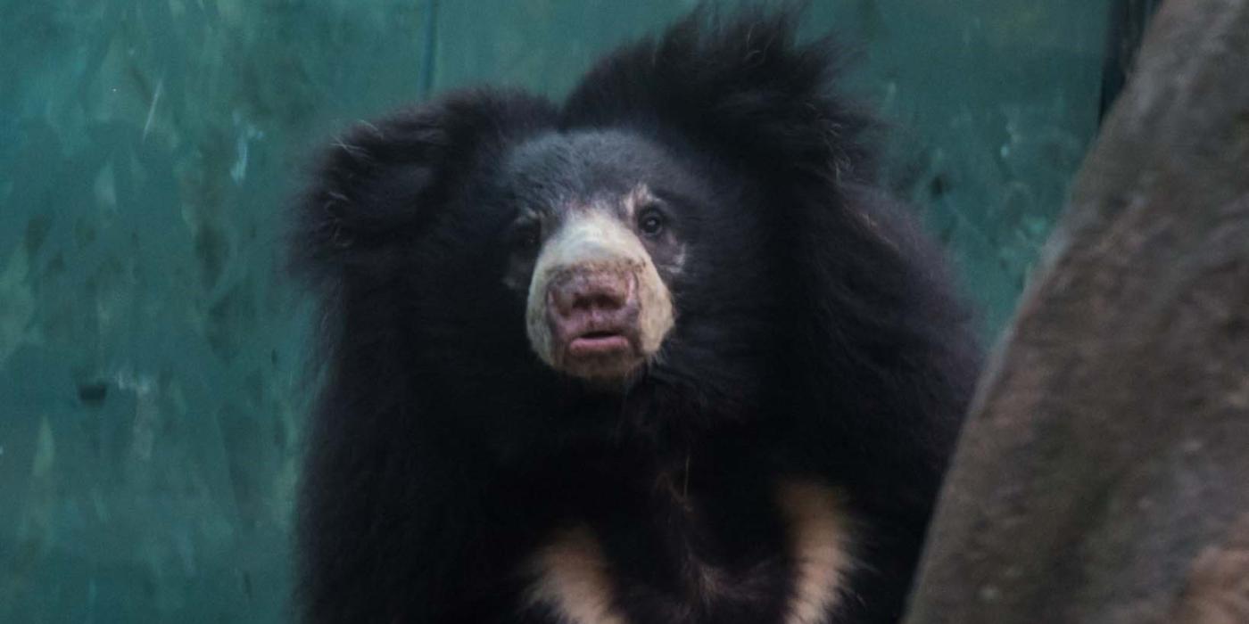 Sloth bear Remi at the Smithsonian's National Zoo's Asia Trail exhibit.