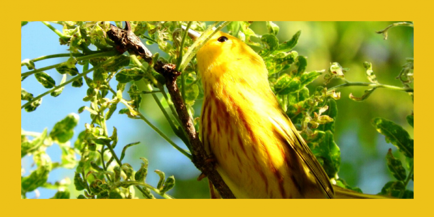 A yellow bird pointing its face into a leafy tree branch