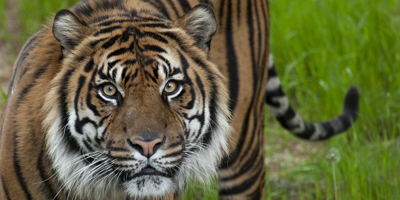 Sumatran tiger