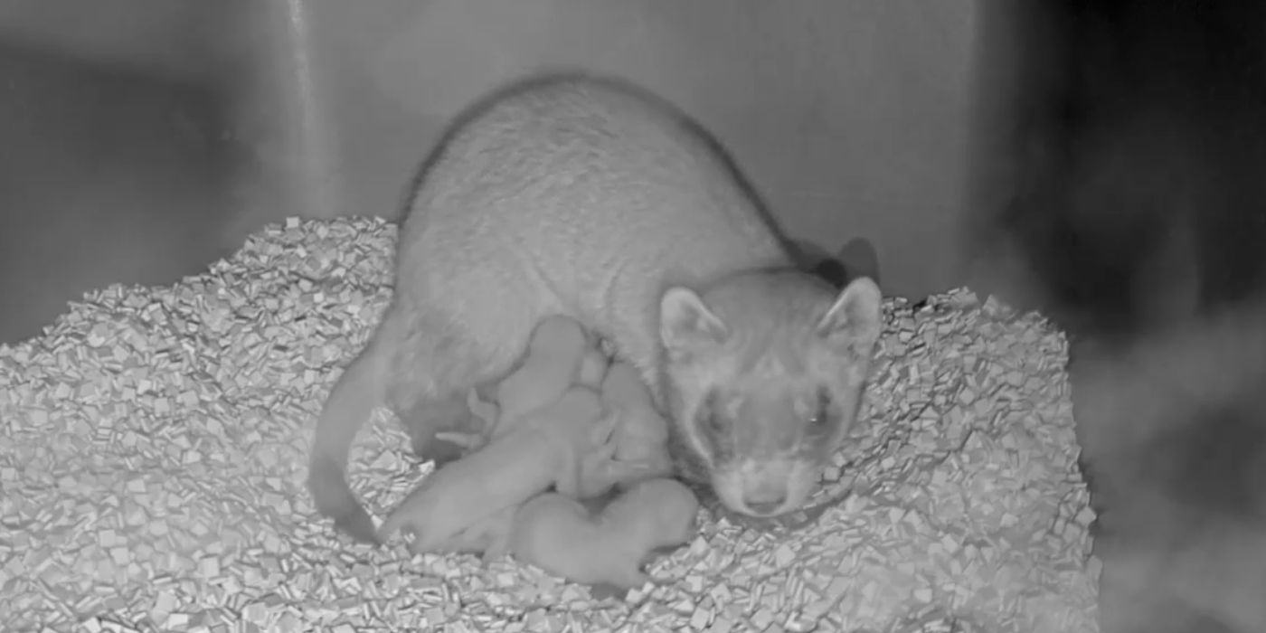 Female black-footed ferret in a nest box nursing her kits.