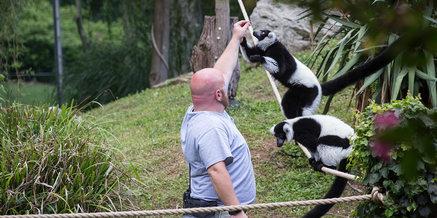A zoo keeper feeding two black-and-white ruffed lemurs with grass and greenery in the background