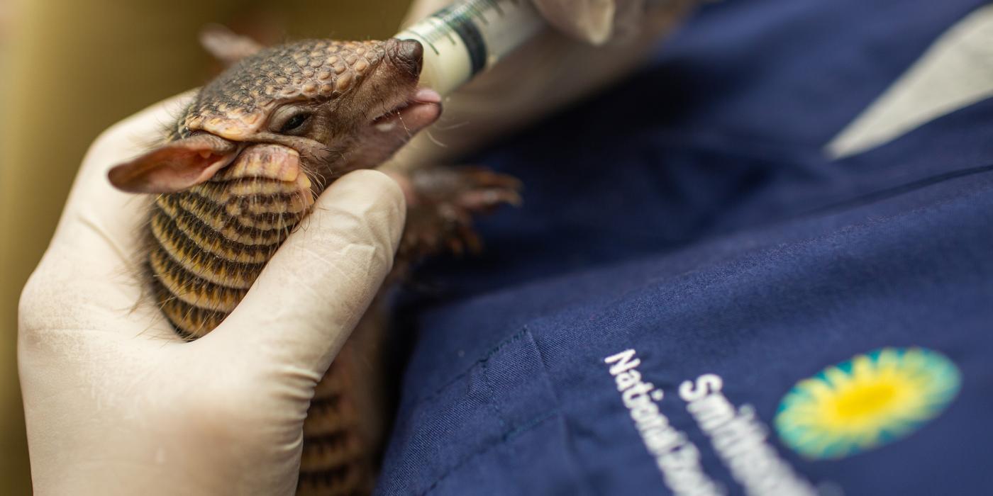 Keepers hand-feeding a screaming hairy armadillo pup. 