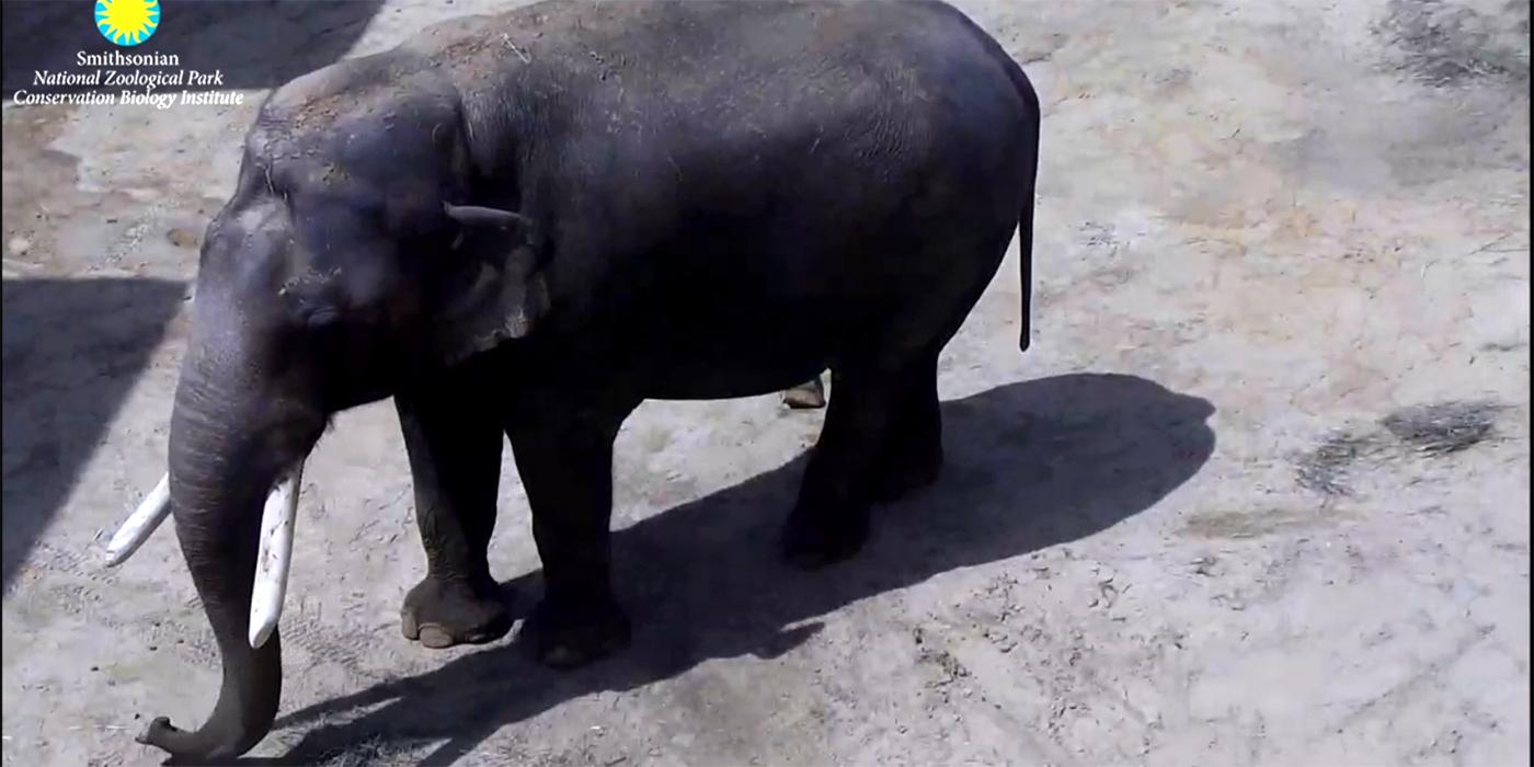 Asian element Spike on the Elephant Cam