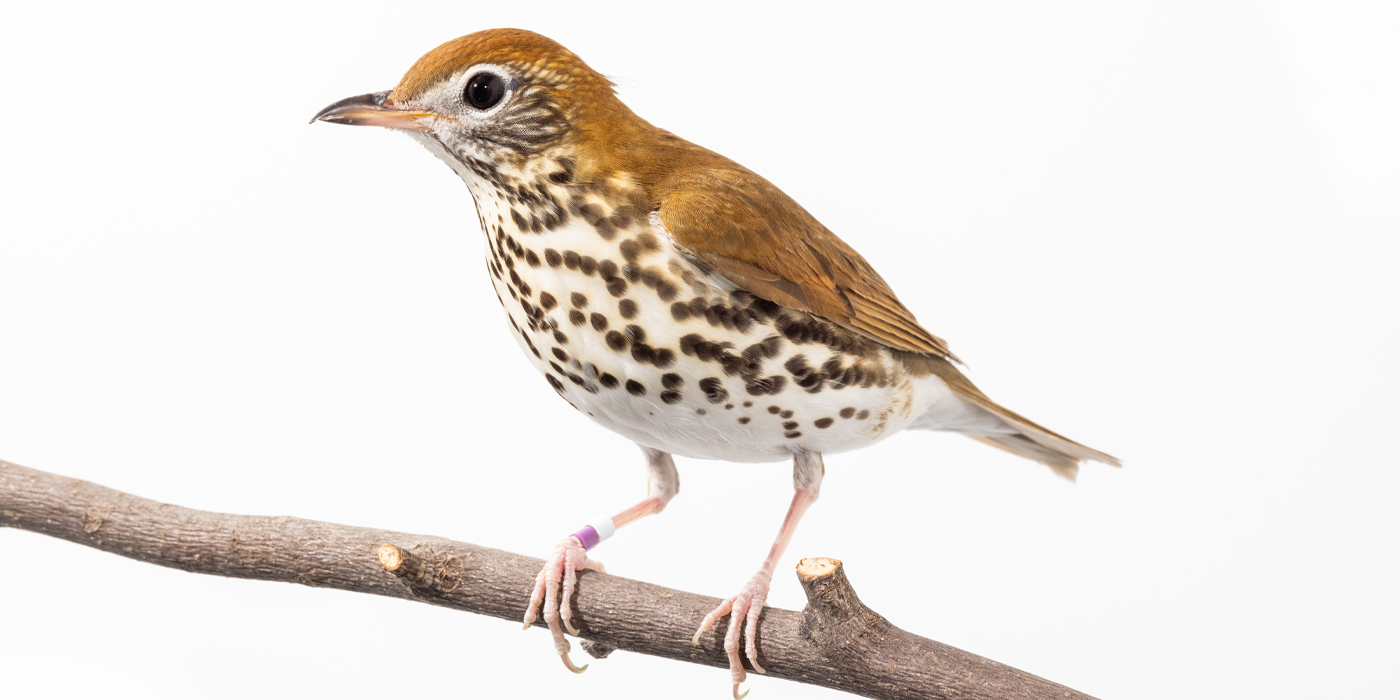 Side profile of a wood thrush, a medium-sized songbird with bright brown plumage on its upper parts and a creamy white chest with brown spots,