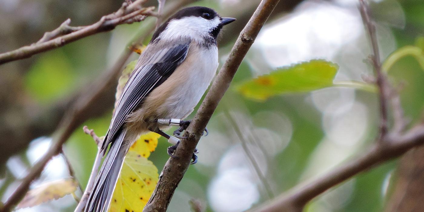 A white, gray and black feathered bird, called a black-capped chickadee, perched on a tree branch. The bird has aluminum tracking bands around its legs