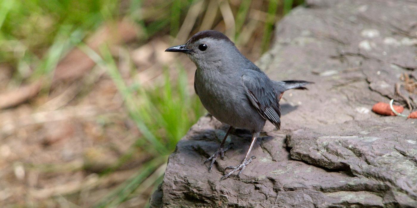 A small gray bird, called a gray catbird, standing on a rock